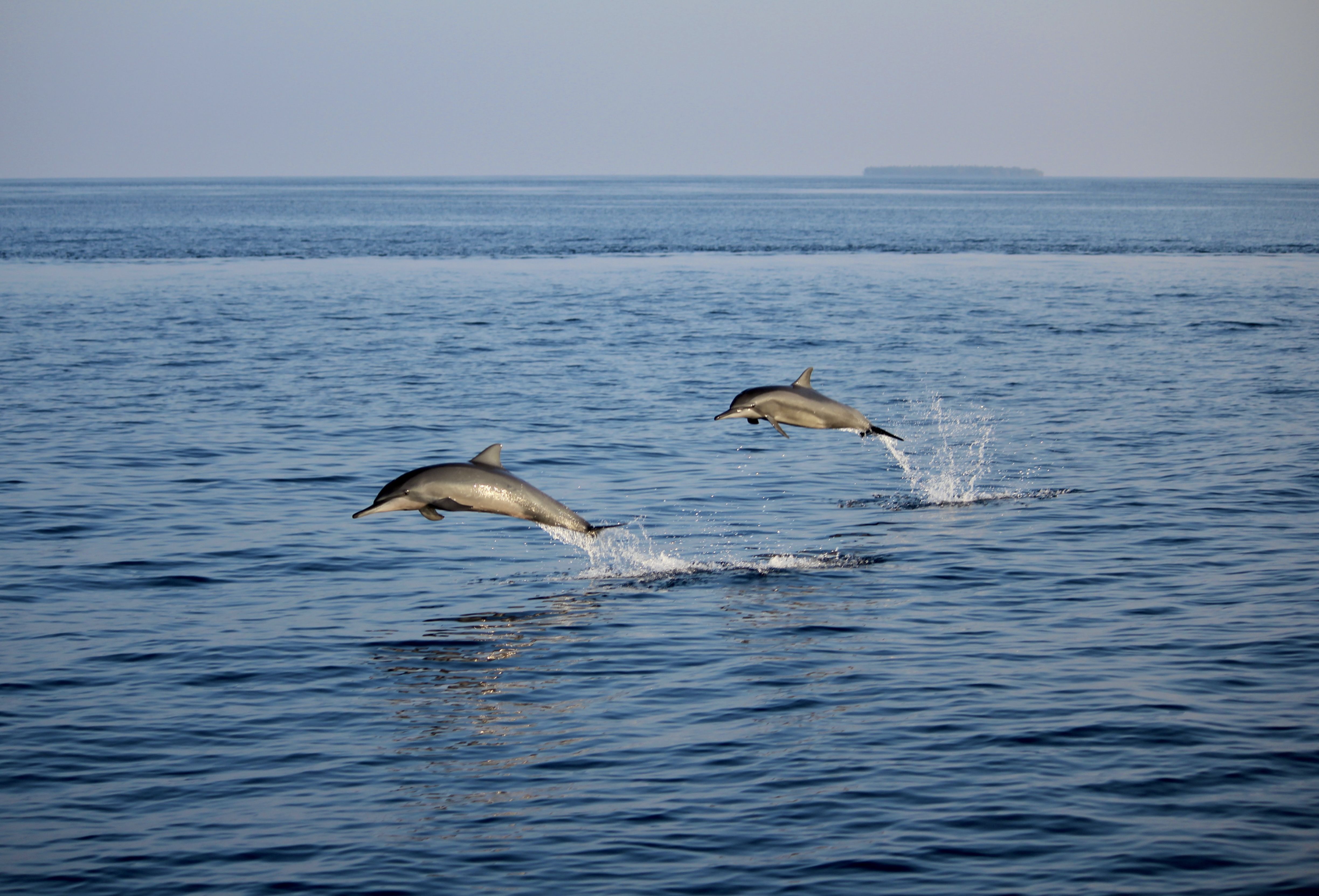 A Group Of Dolphins Jumping Out Of The Water